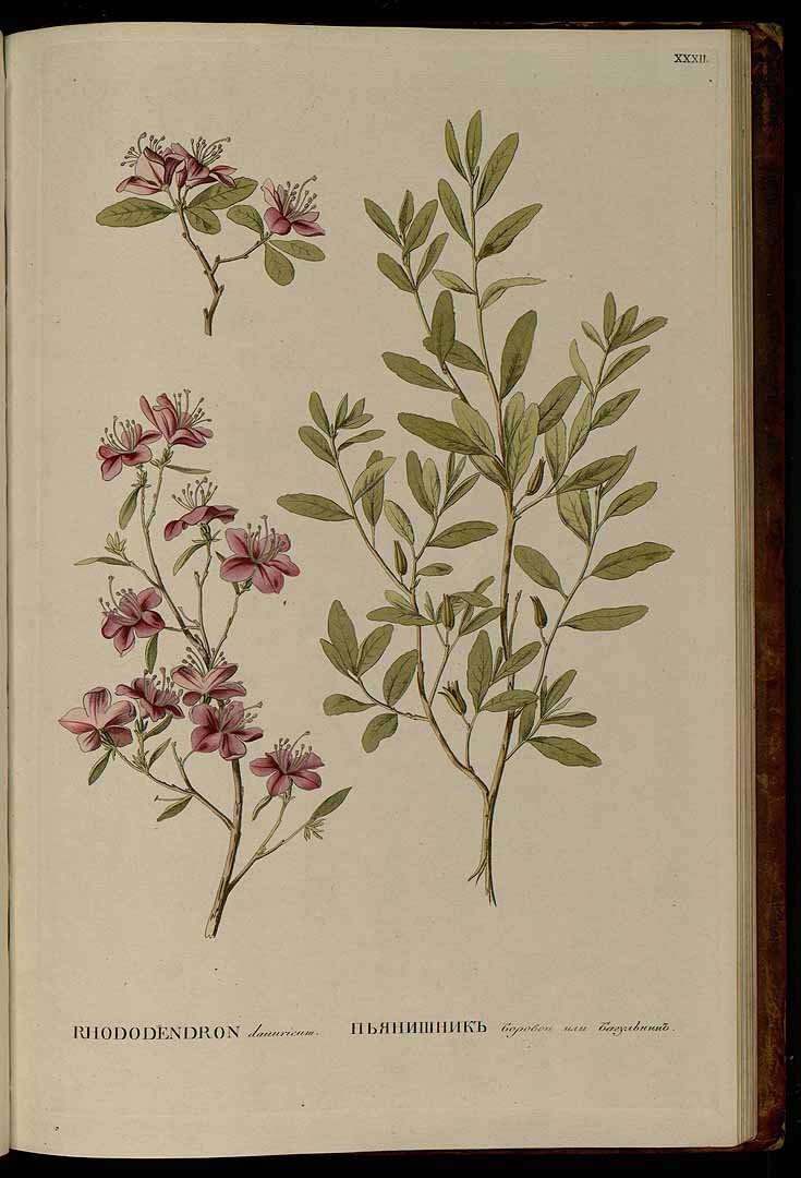 Rhododendron dauricum L. Pallas, P.S., Flora rossica, vol. 1(1): p. 47, t. 32 (1784) [K.F. Knappe]