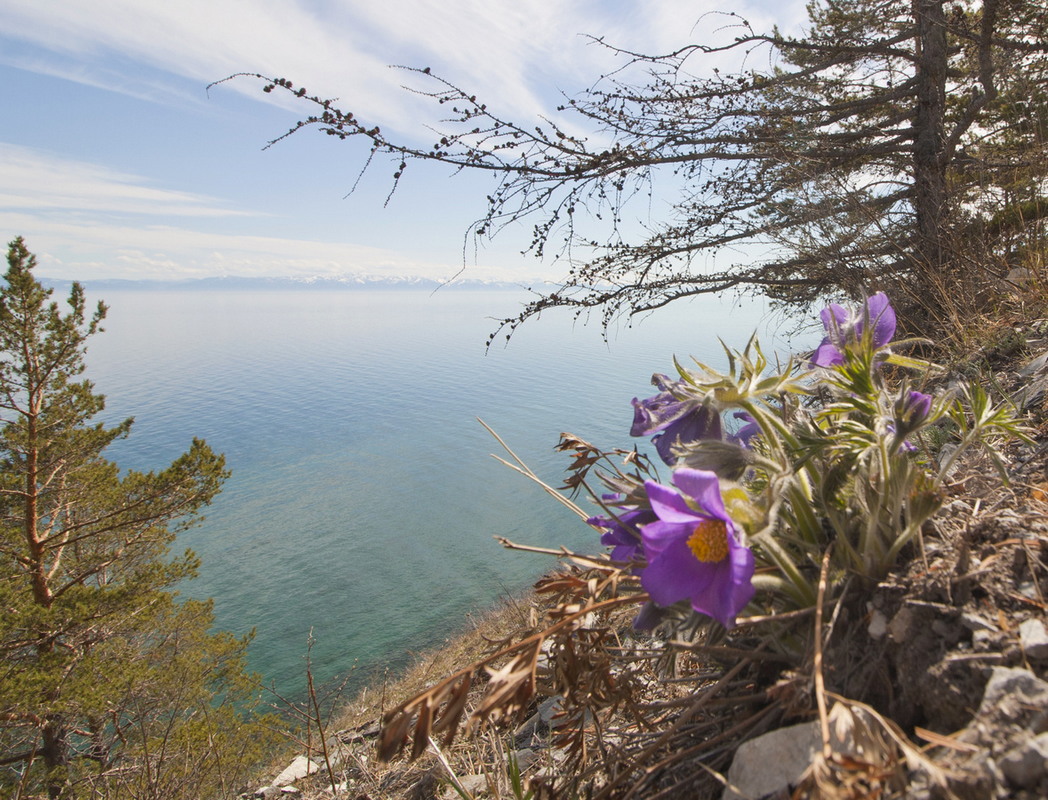 ����������� ���������