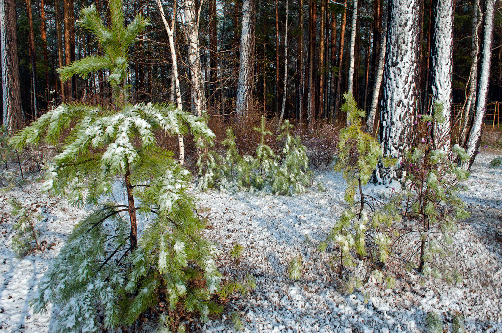 ������� ����