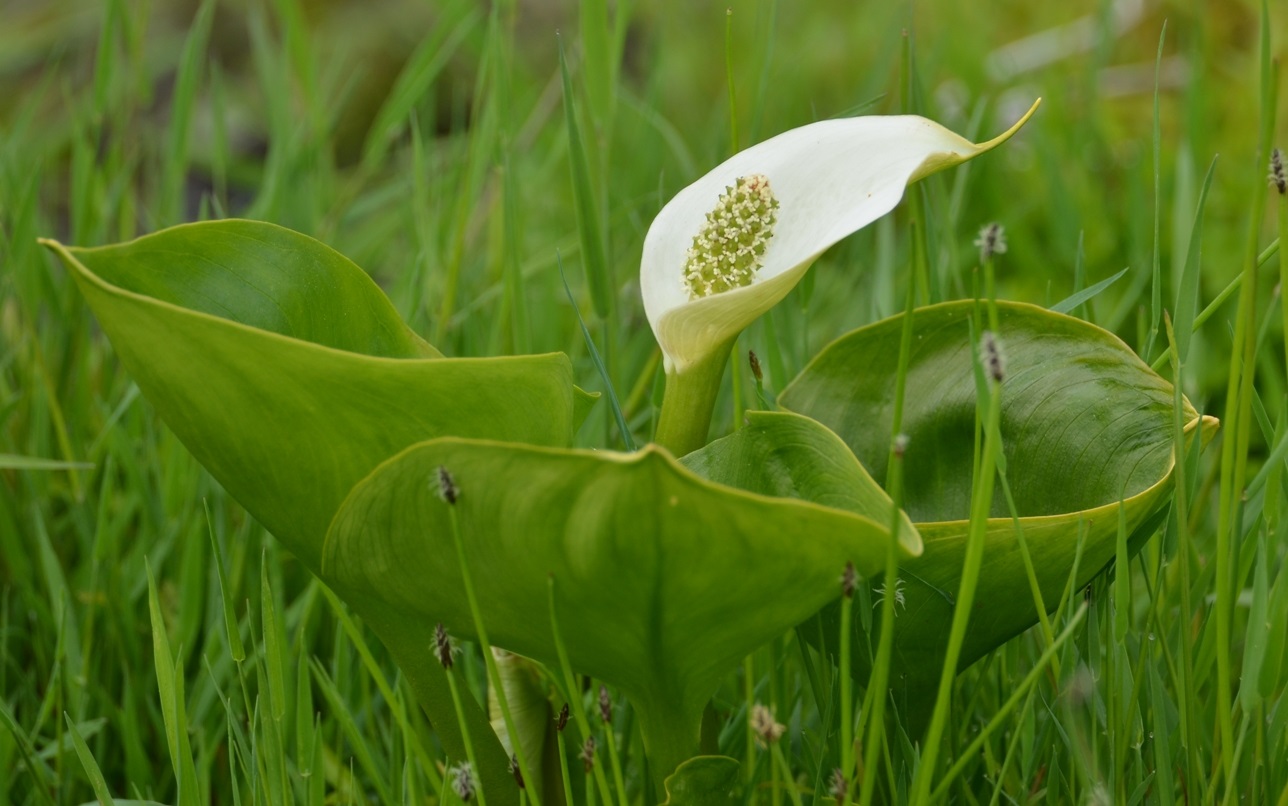 Calla