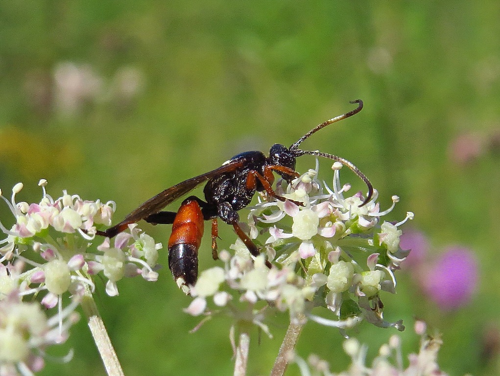Наездник Ichneumon gracilentus
