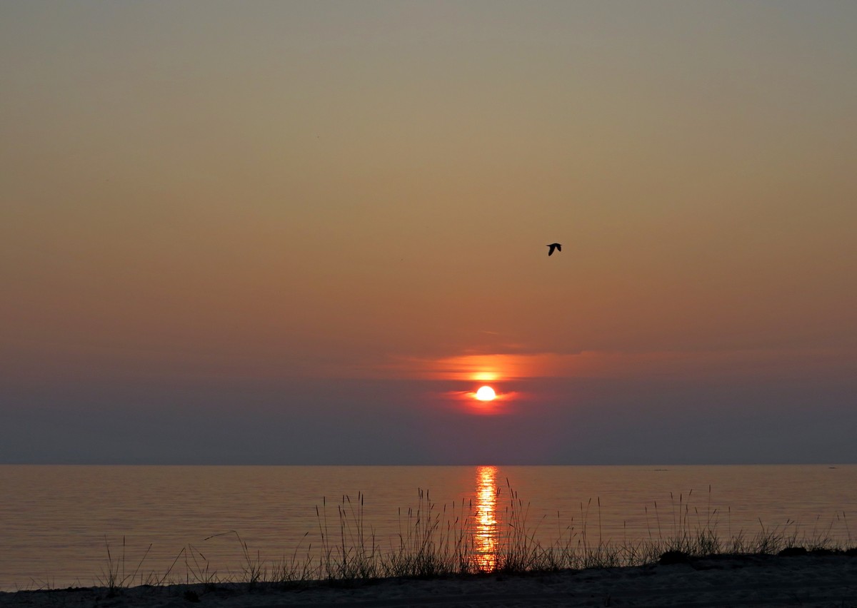 ������ ������