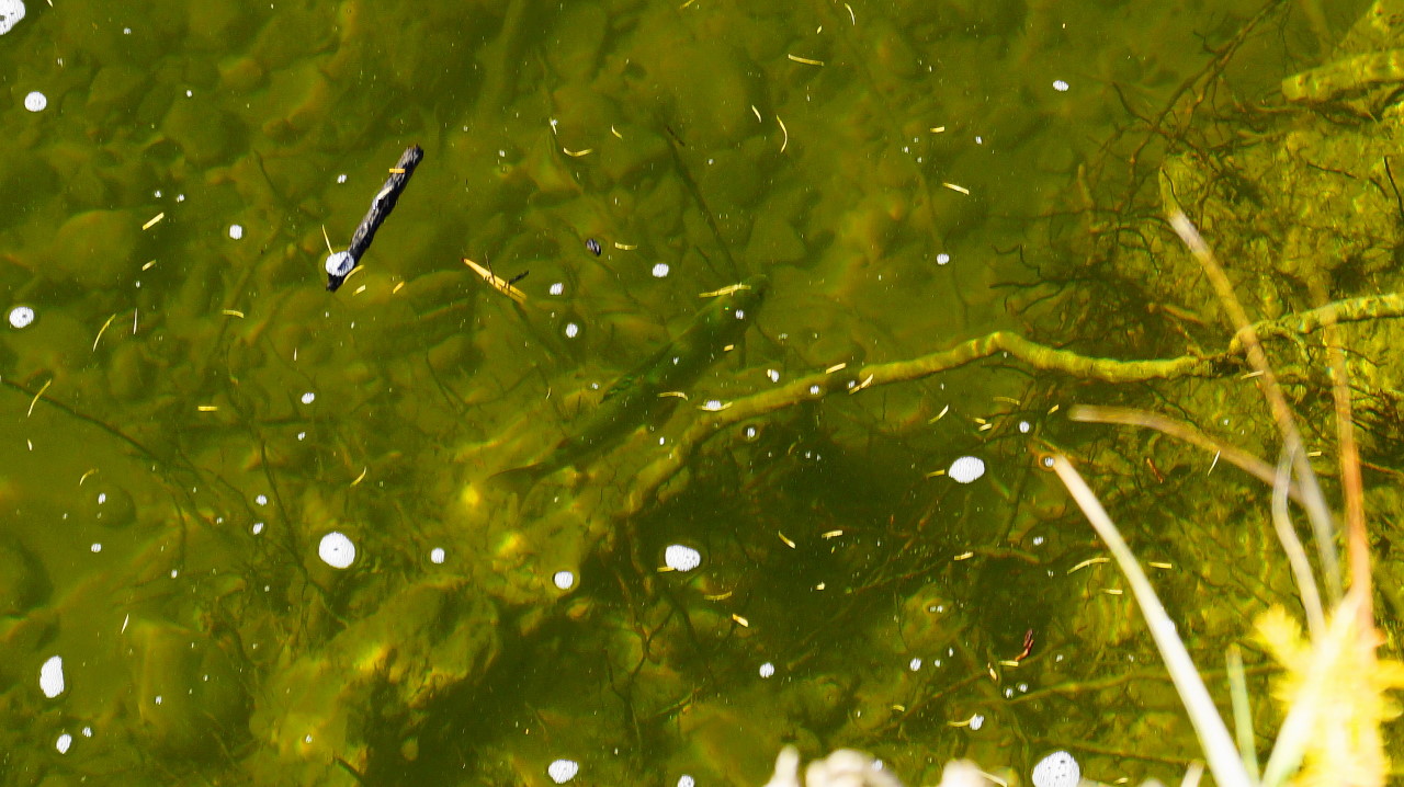 ������� ������������