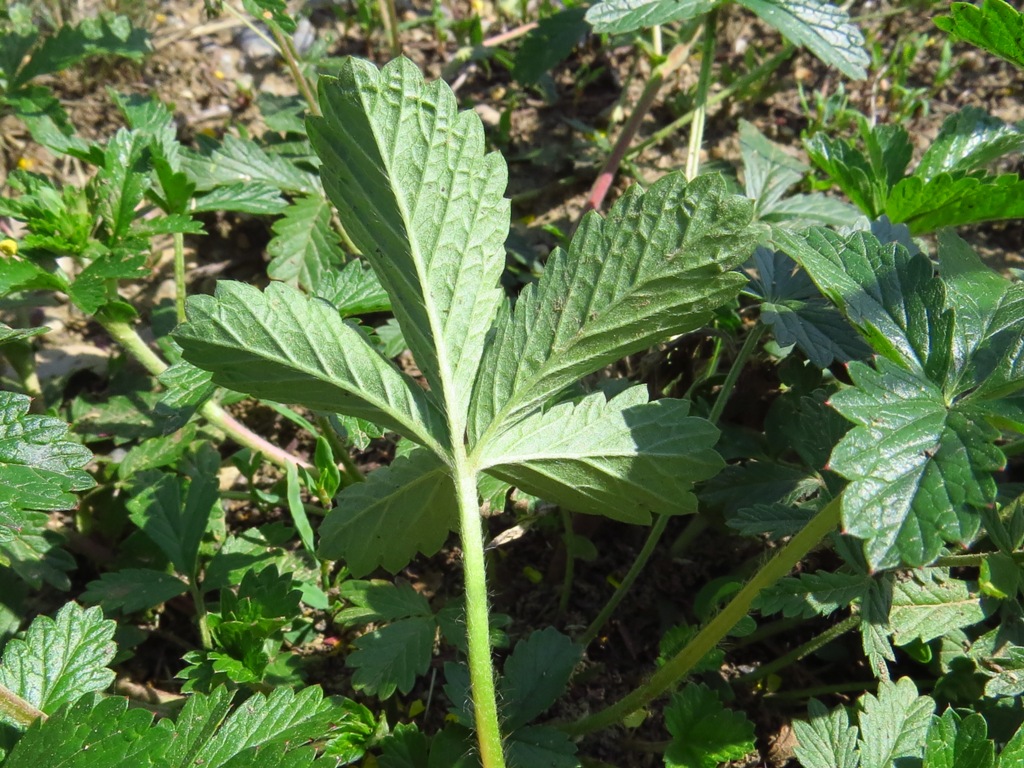 ���� �����