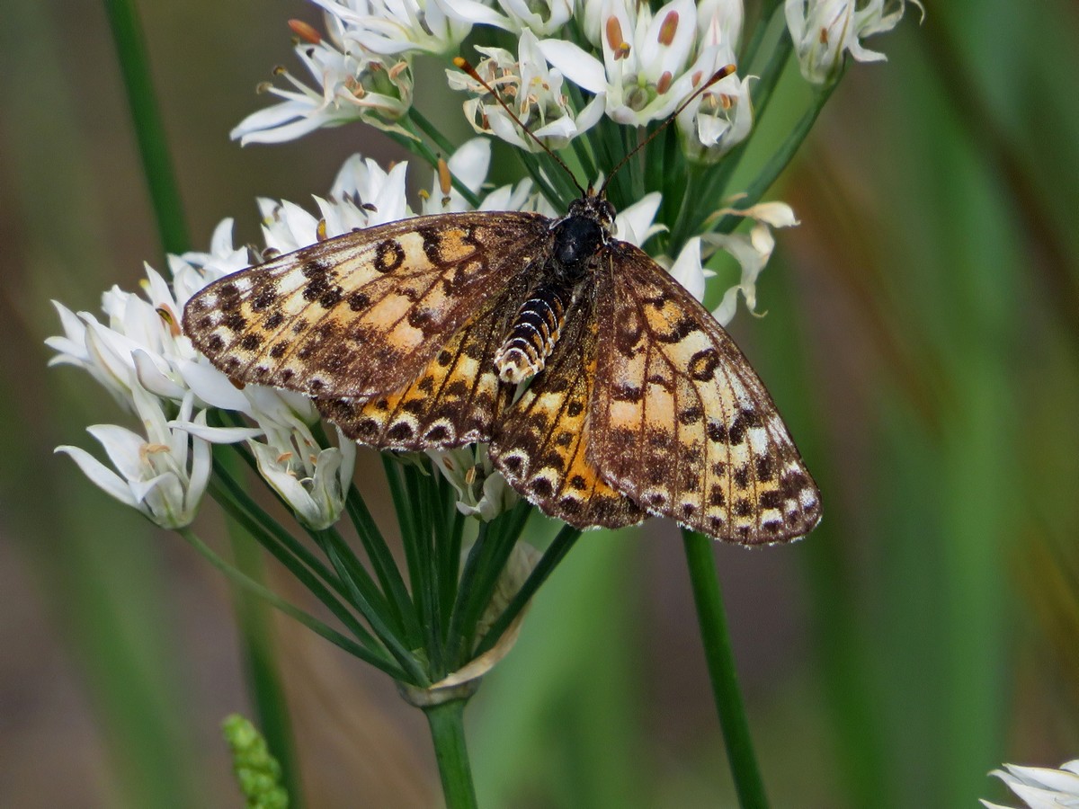 Melitaea didymoides
