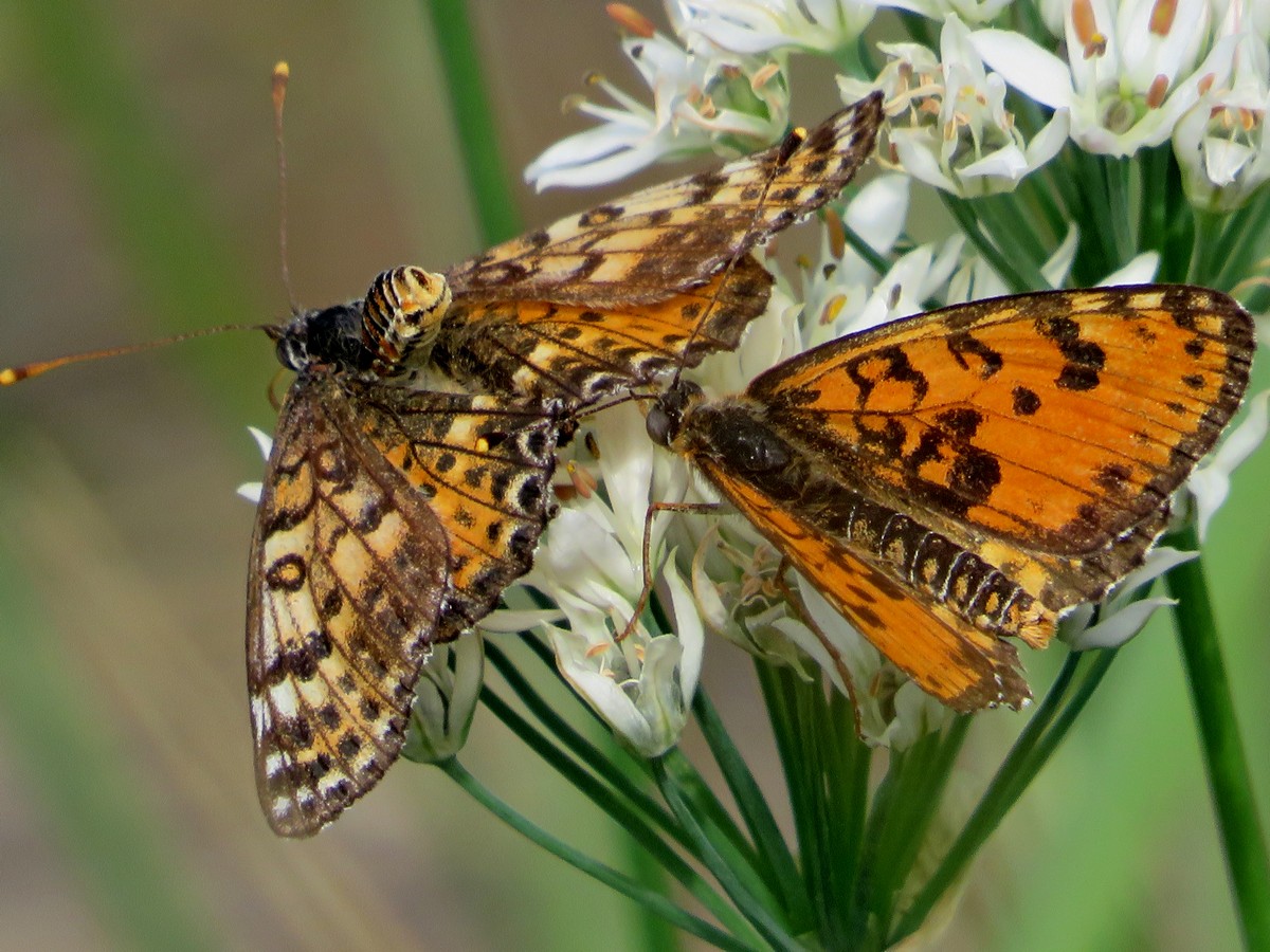 Melitaea didymoides_2