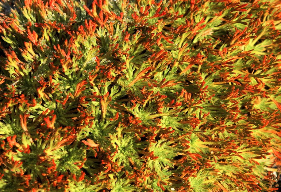 � ������� �������� �