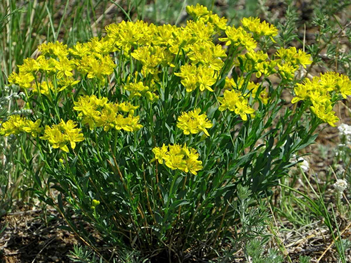   (Haplophyllum davuricum)