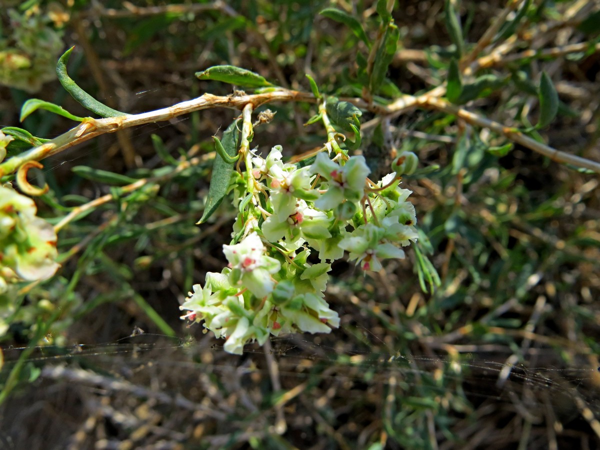   - Atraphaxis frutescens