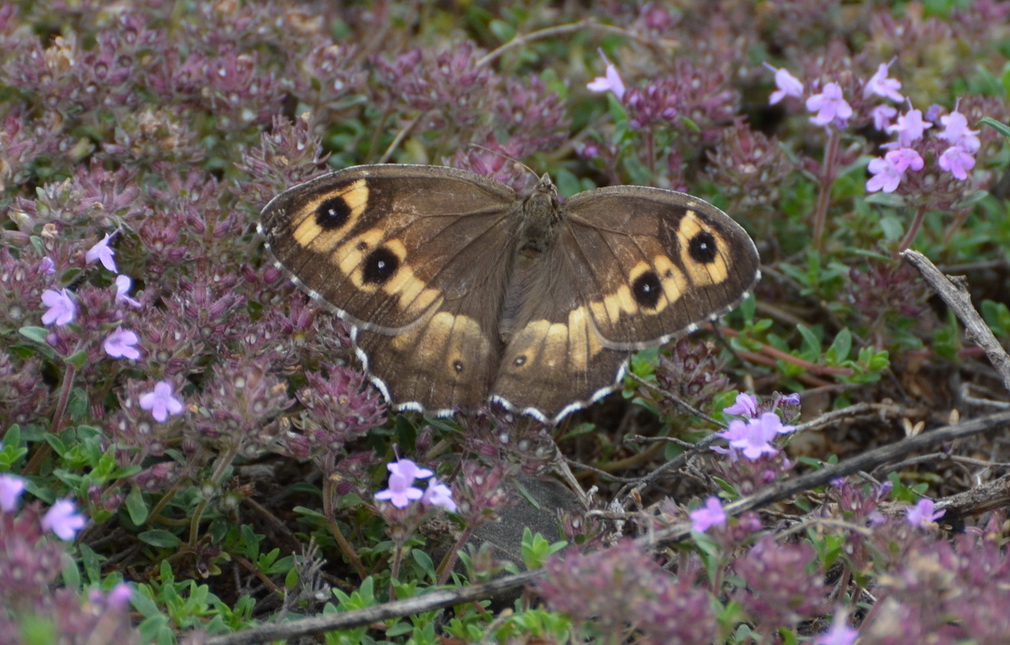 Hipparchia autonoe