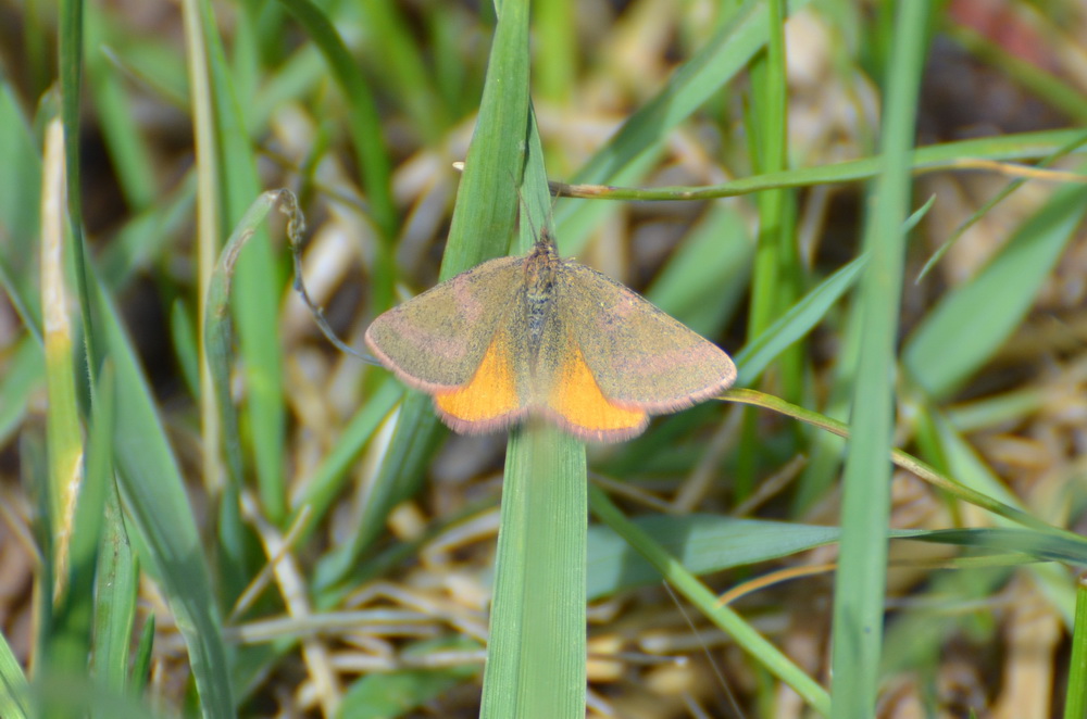 Lythria purpuraria