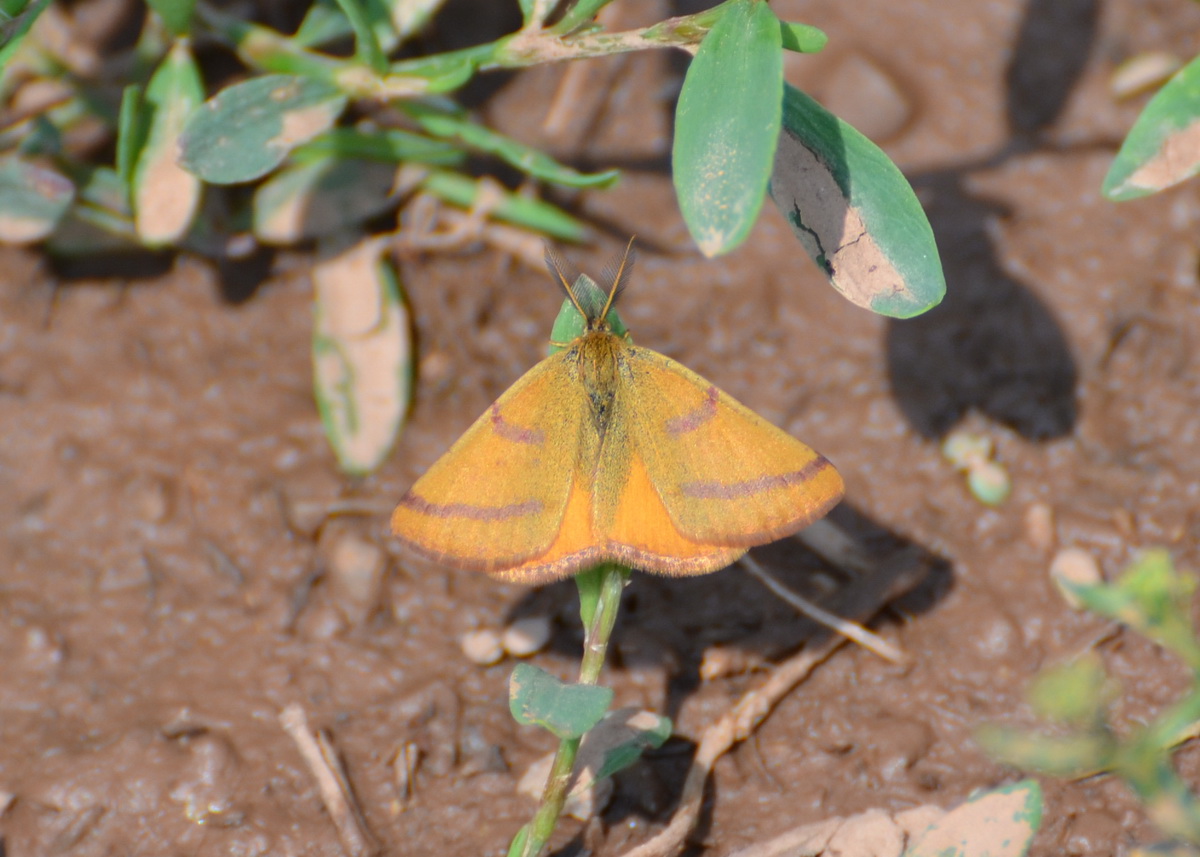 Lythria purpuraria 2