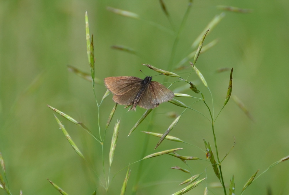    Hesperiidae