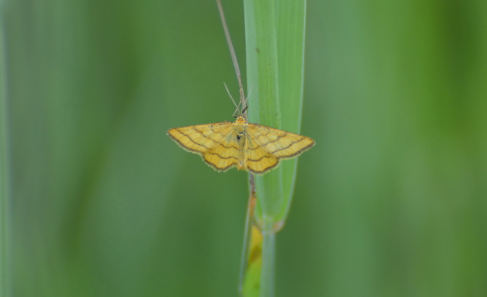   - Idaea aureolaria