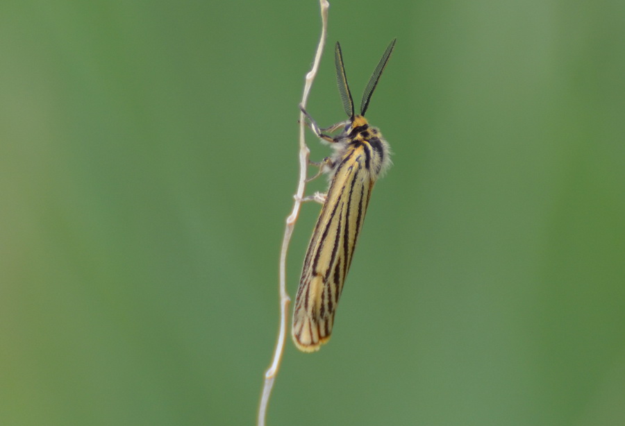 Spiris striata