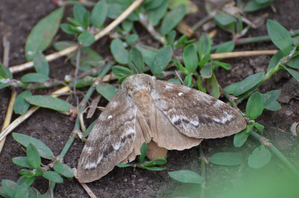 Dendrolimus superans sibiricus ( )
