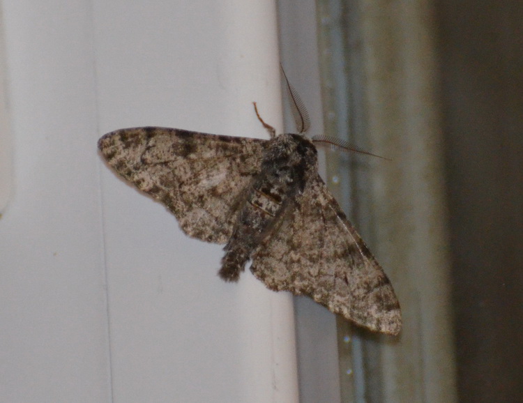Biston betularia ( )