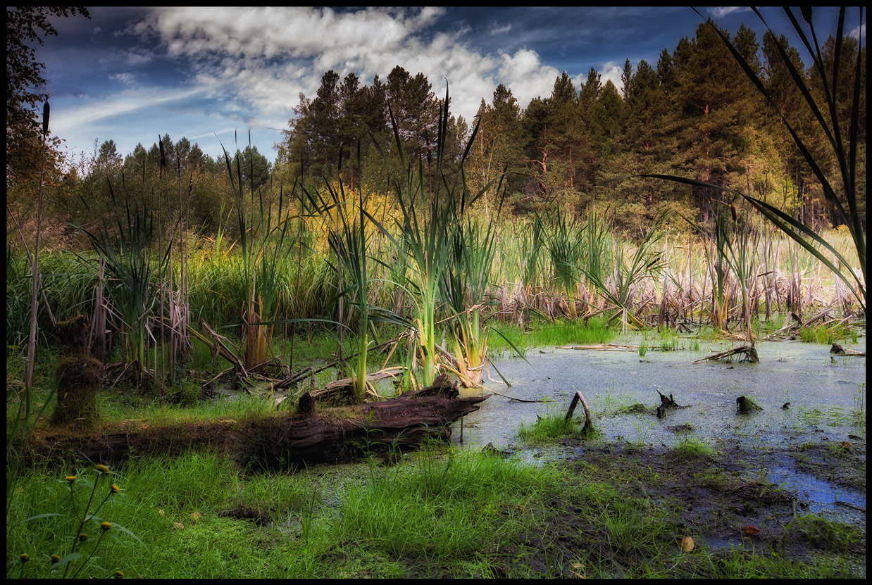 �� ����� �����