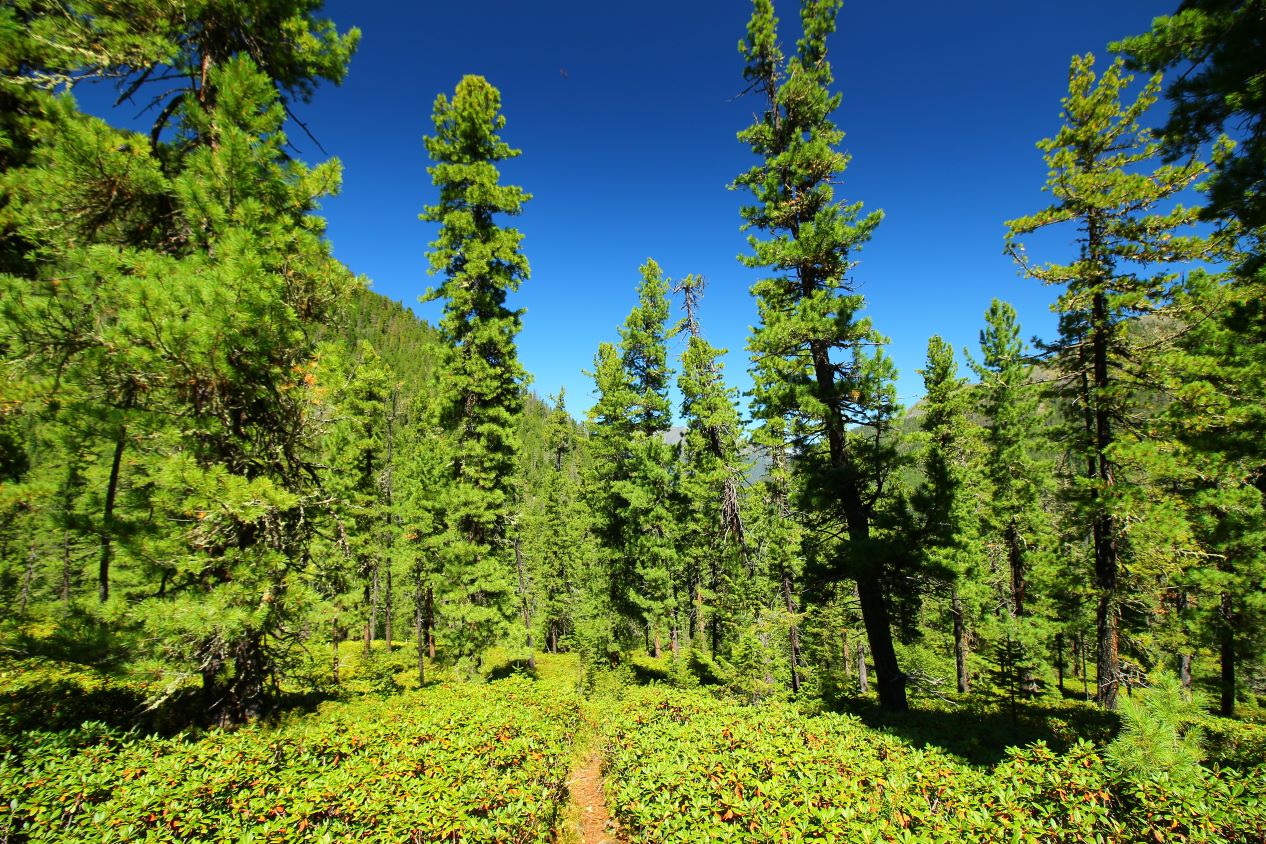 ������������� ����