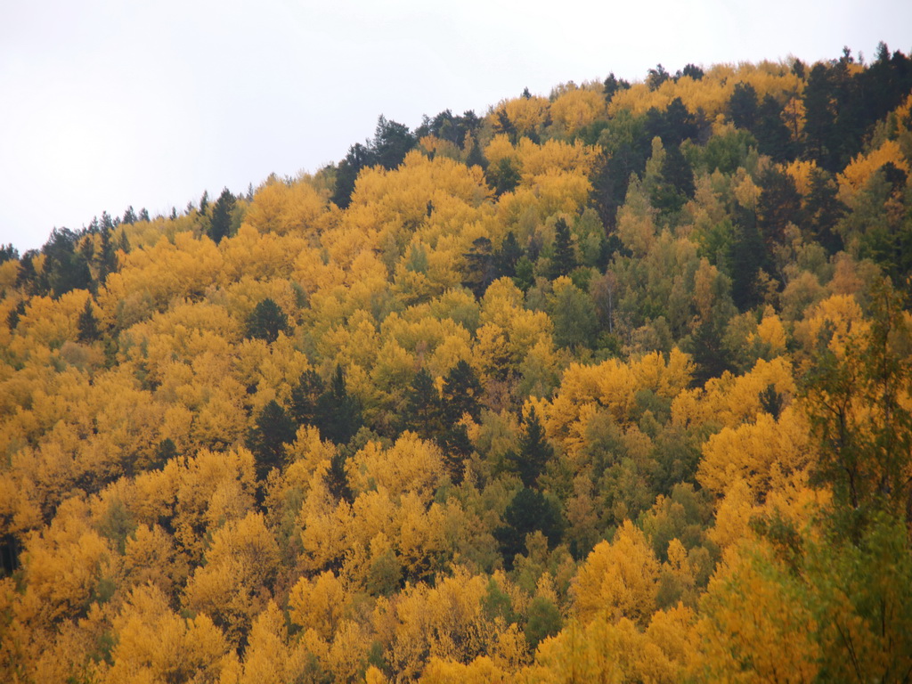 ������� ������� ������ �����-�����