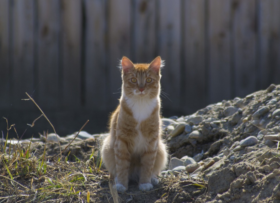 Солнечный котейка