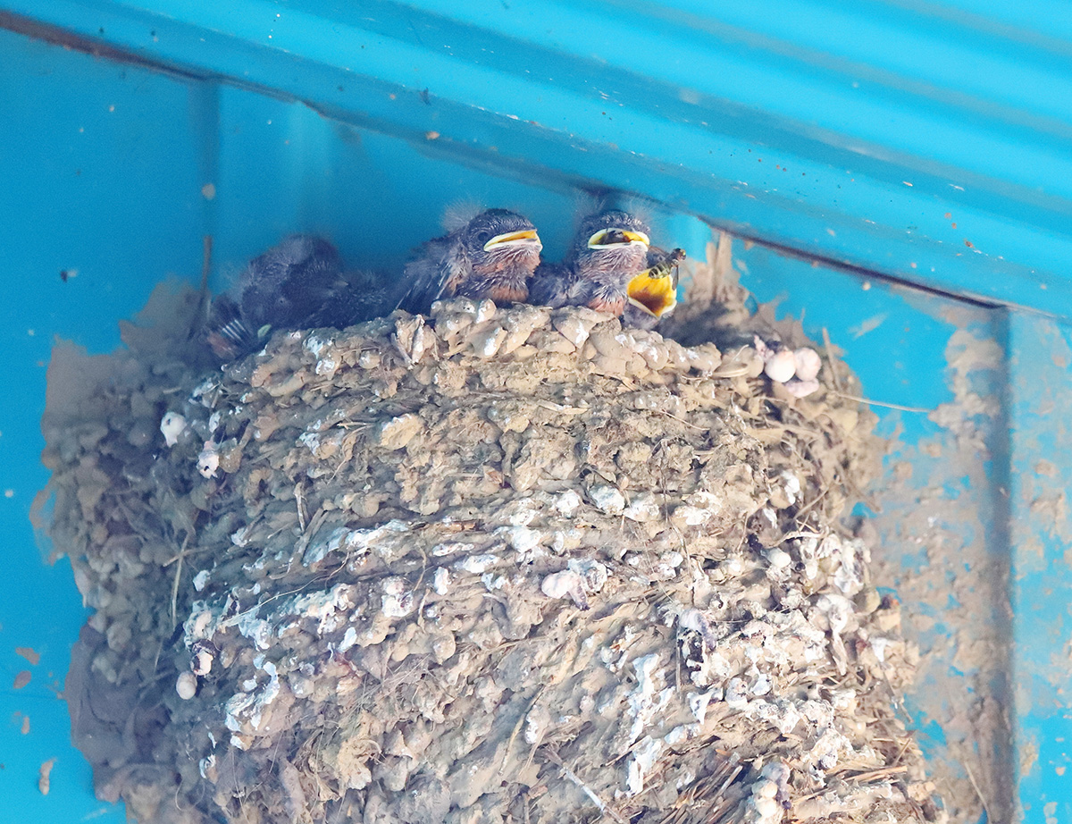 ���� �����