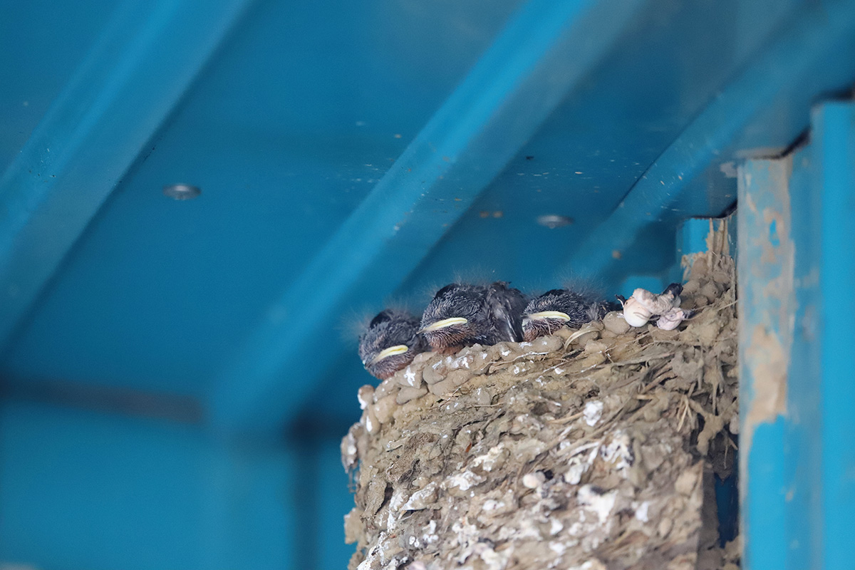 ���� ������� �������