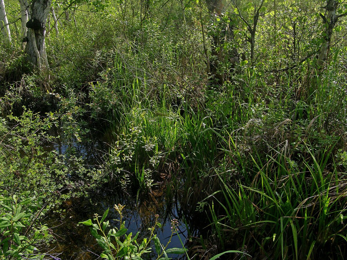 ���� �� ����������� �����