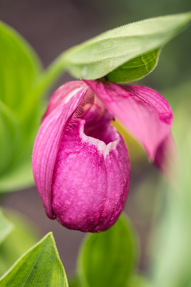 Cypripedium Calceolus (  )