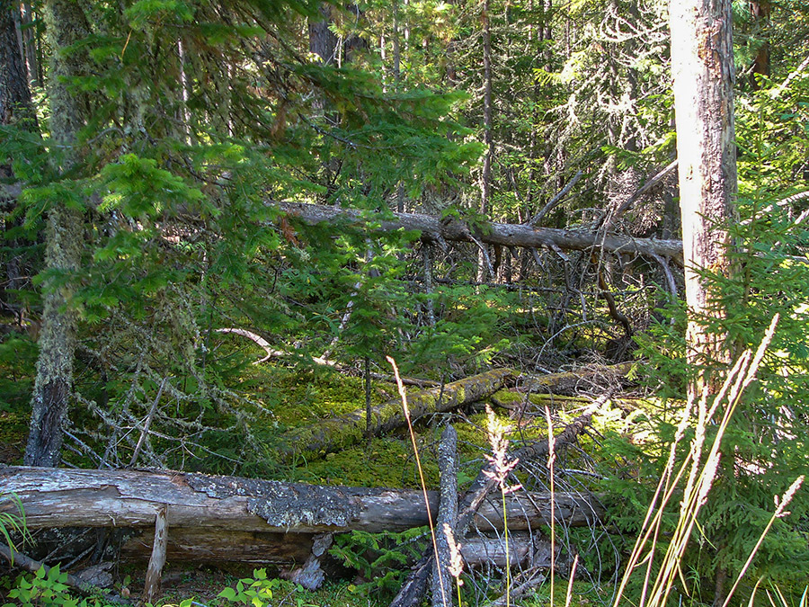 ����������� �����