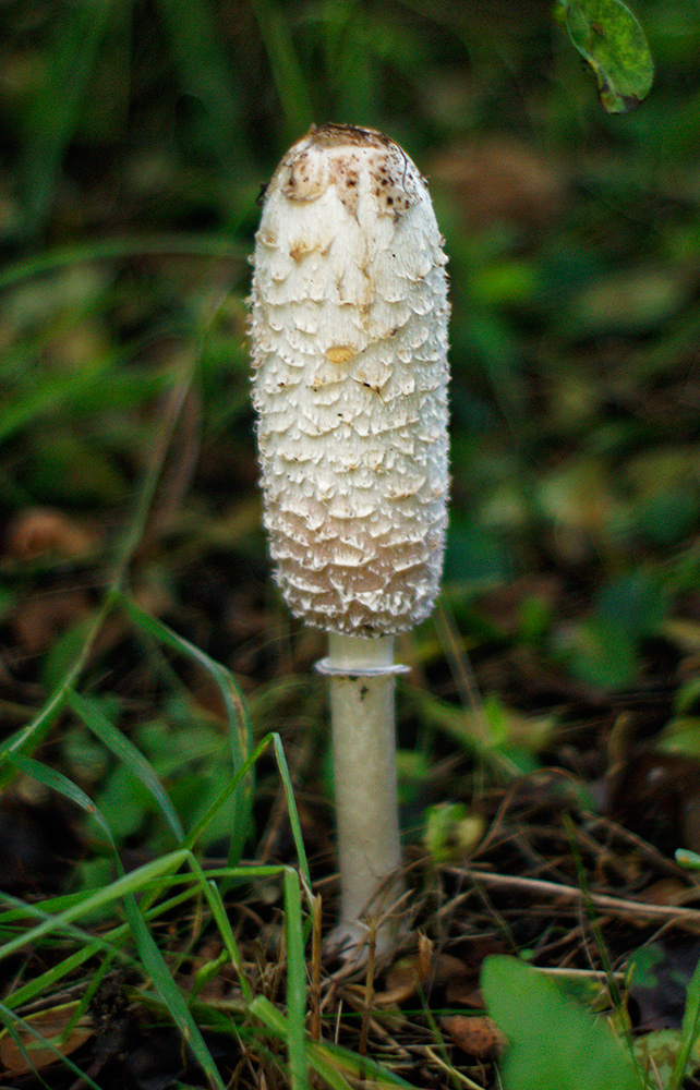 Coprinus comatus  