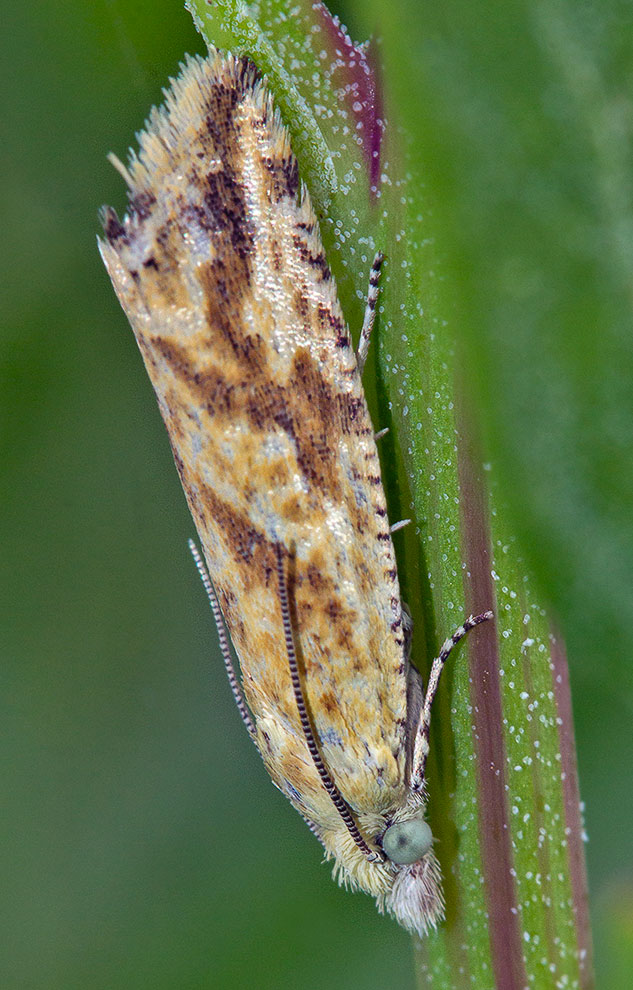  Thiodia citrana