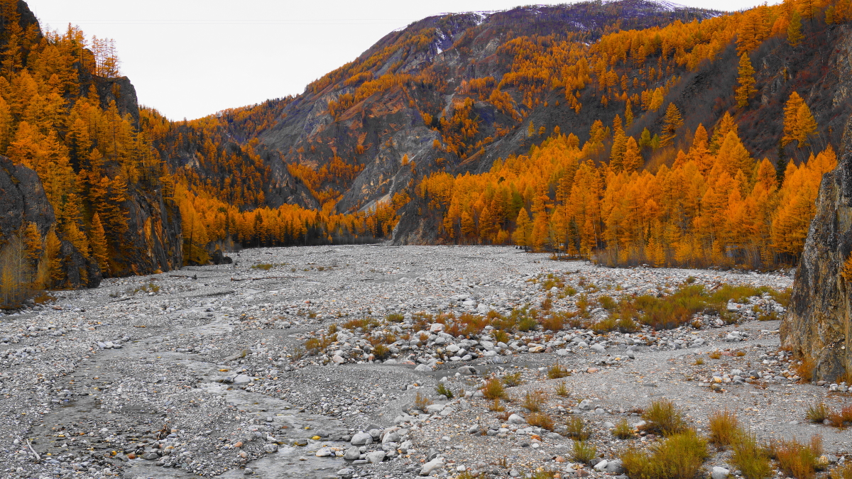 ����� �����