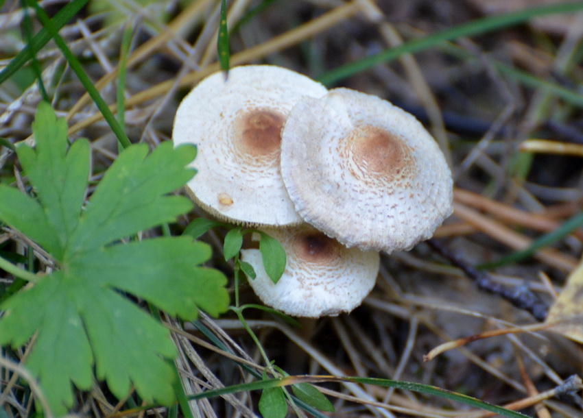 Зонтик гребенчатый (Lepiota cristata)?