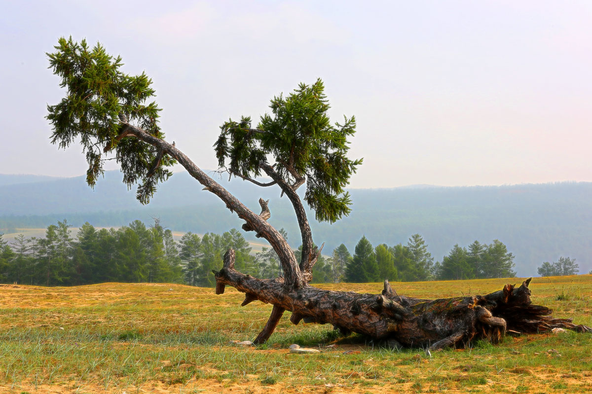 �� ����������� �������