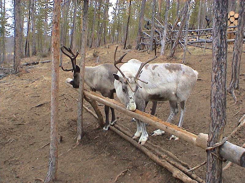 Олени