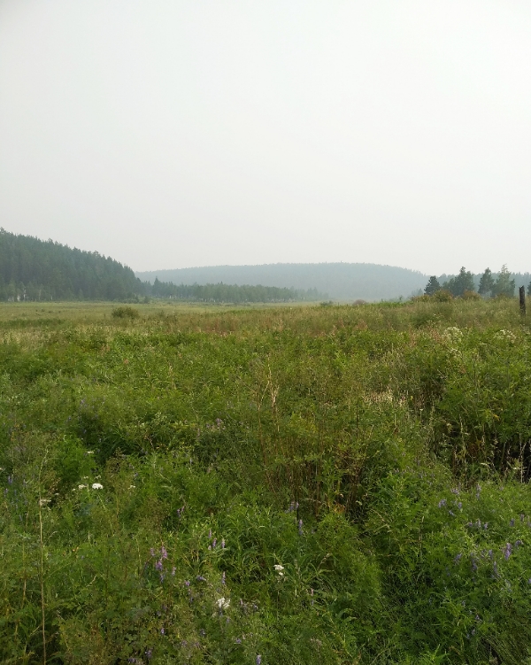 ������ (�������)