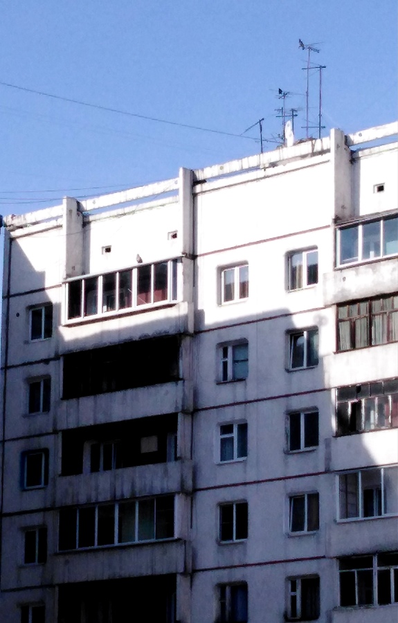 Мохноногий курганник, чёрная и Серая вороны