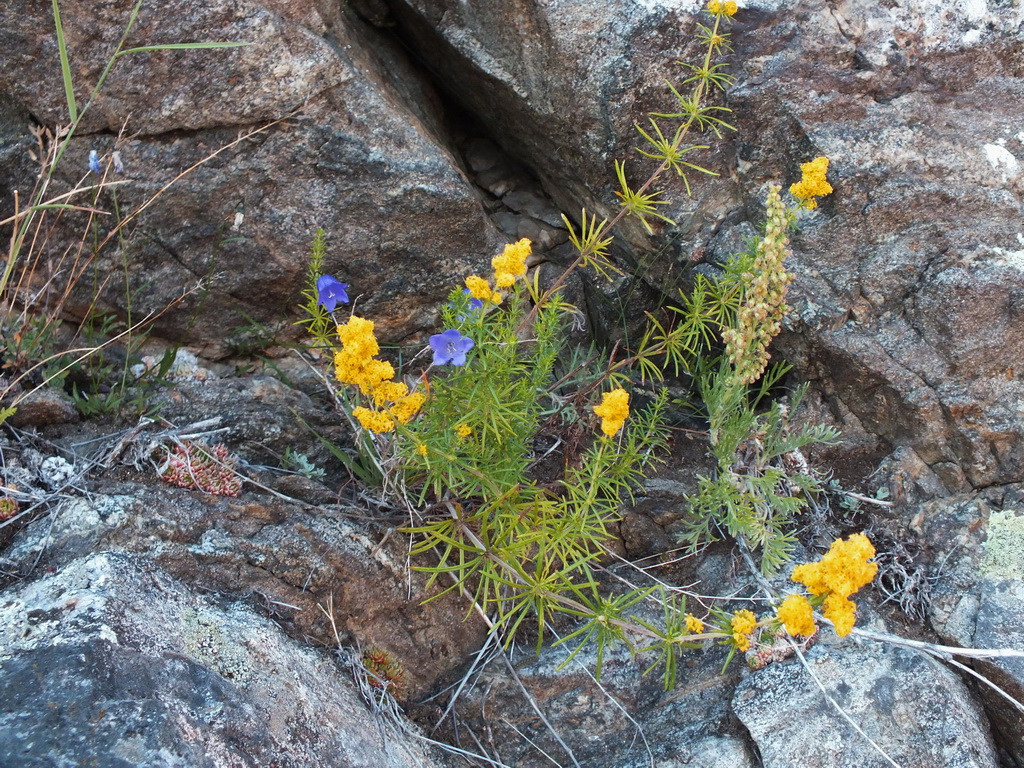 ����� �� ������