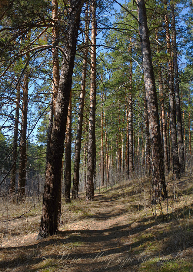 ������� ������ ����