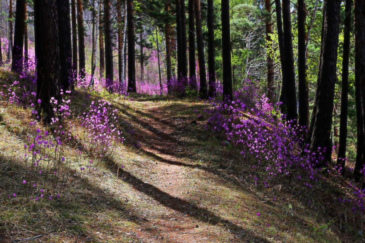 �� ������ ��������