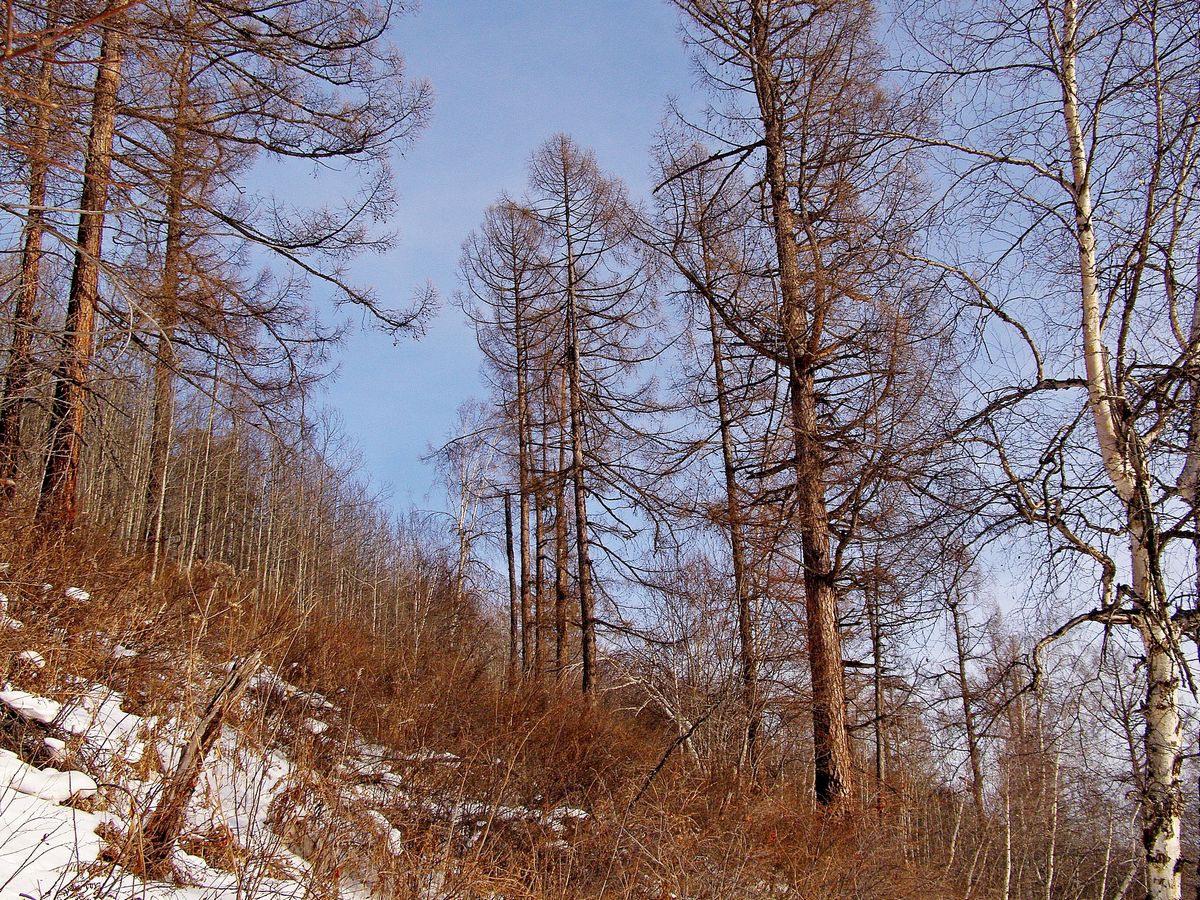 Берёзы, осины, лиственницы…