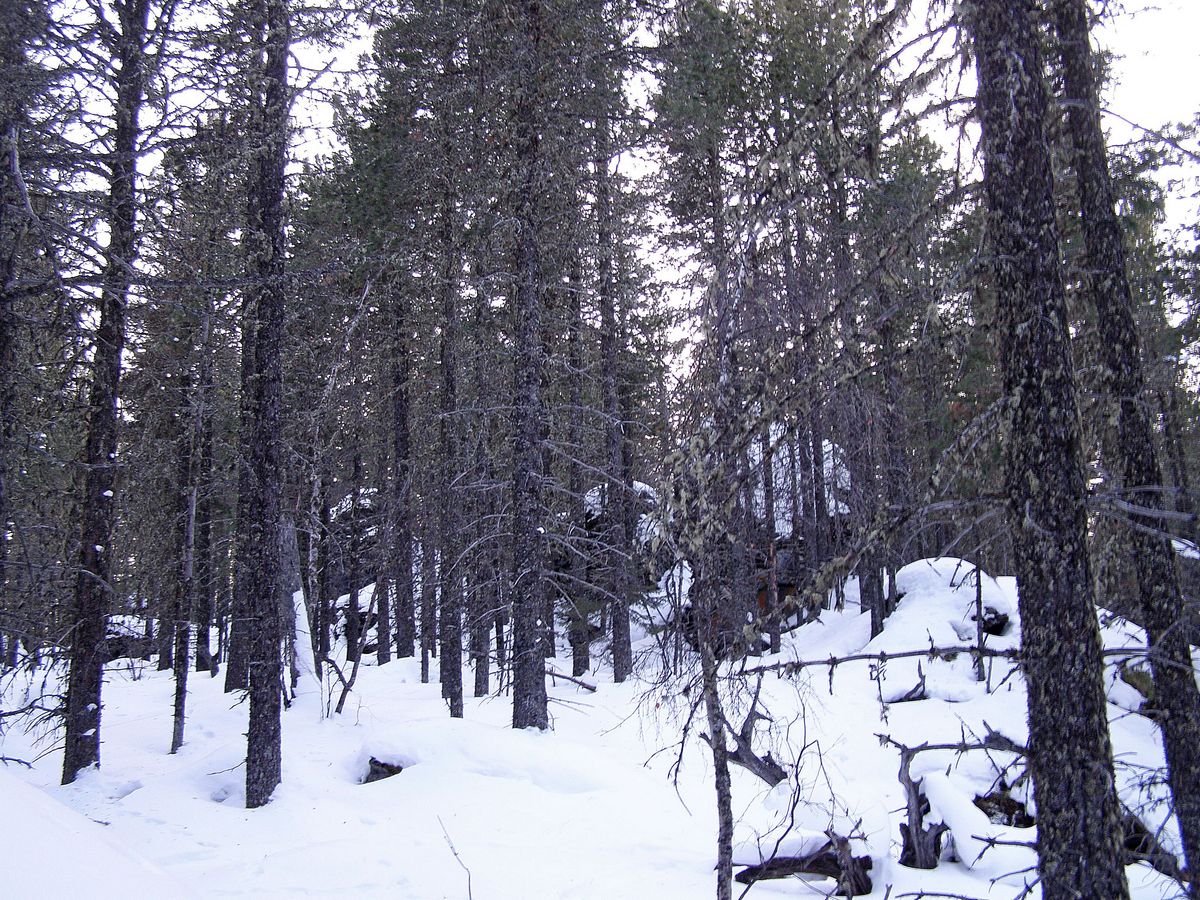 Гребень