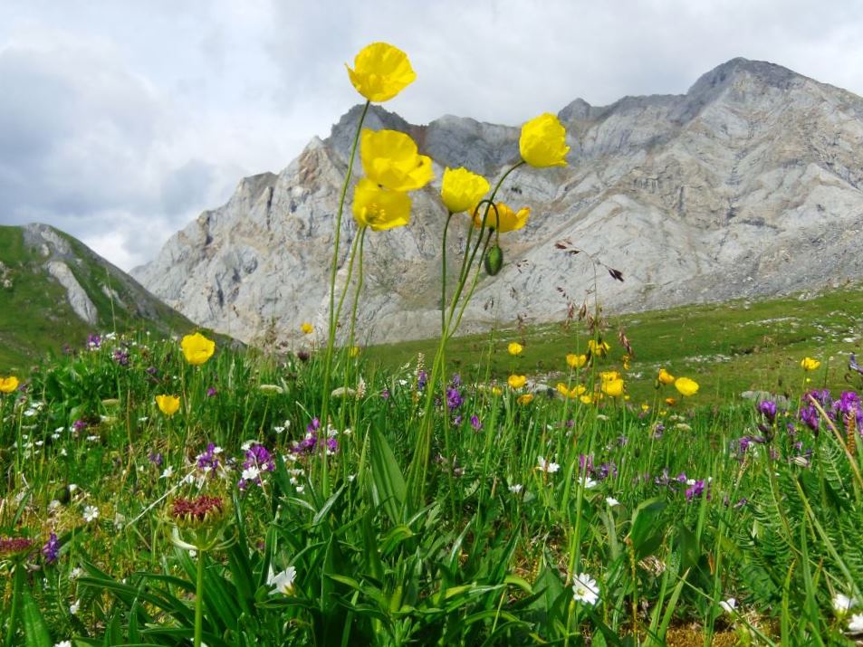 ������� ����������� ����