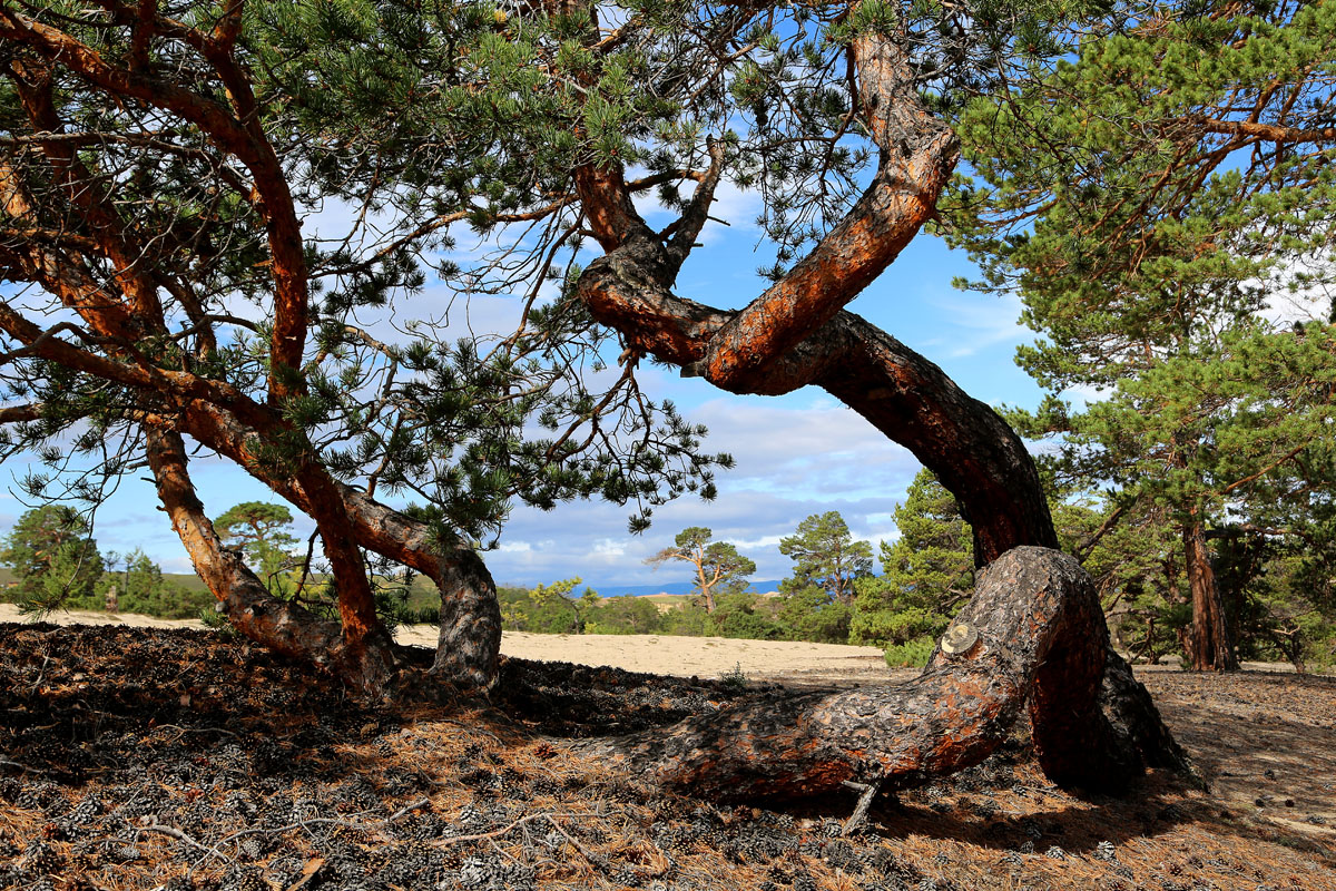 �� ����������� �������