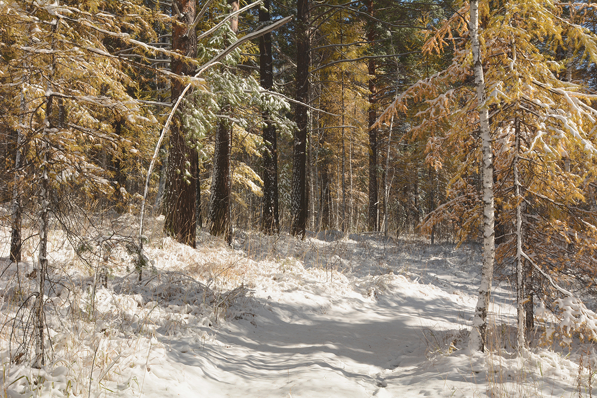 ����� ������� ��������