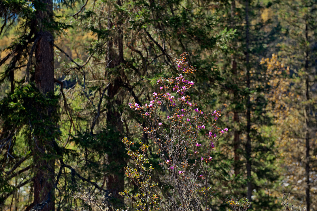 ����������� �������