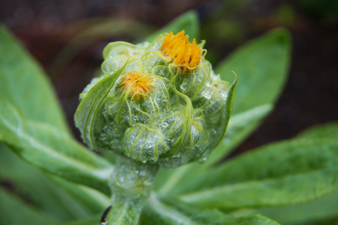 ����� � ��������-������� ������