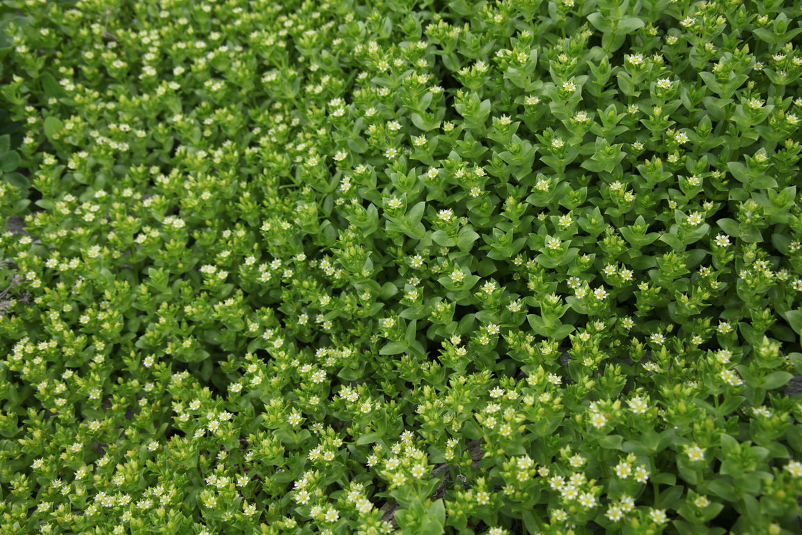 ��������� ���