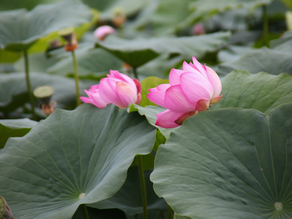 ������ �� ����� ��������